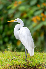 Image showing great egret, Ardea alba Cano Negro, Costa Rica