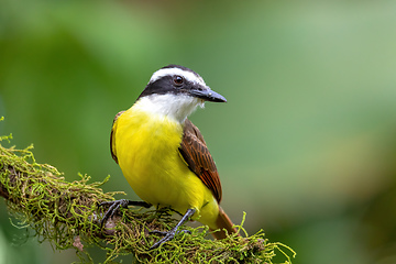 Image showing great kiskadee, Pitangus sulphuratus, La Fortuna Alajuela Costa Rica