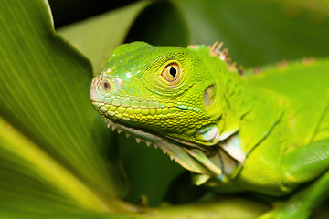 Image showing Green iguana female (Iguana iguana), Tortuguero Costa Rica wildlife