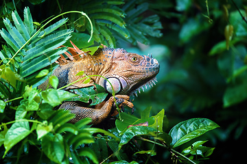 Image showing Green iguana (Iguana iguana), Tortuguero Costa Rica wildlife