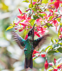 Image showing violet-headed hummingbird (Klais guimeti), San Gerardo de Dota, Costa Rica.