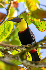 Image showing yellow-throated toucan, Ramphastos ambiguus