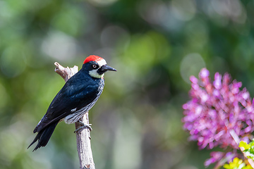 Image showing Acorn woodpecker, Melanerpes formicivorus, San Gerardo, Costa Rica