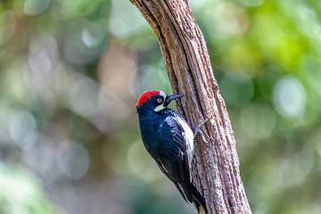 Image showing Acorn woodpecker, Melanerpes formicivorus, San Gerardo, Costa Rica