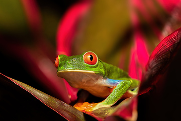 Image showing Red-eyed tree frog (Agalychnis callidryas) Cano Negro, Costa Rica wildlife