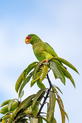 Image showing white-fronted amazon, Amazona albifrons, Costa Rica