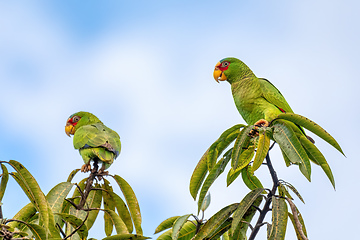 Image showing white-fronted amazon, Amazona albifrons, Costa Rica