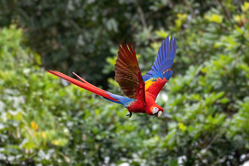 Image showing Scarlet macaw (Ara macao), Quepos Costa Rica.