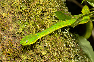 Image showing danger green snake Bothriechis lateralis, Santa Elena, Costa Rica wildlife