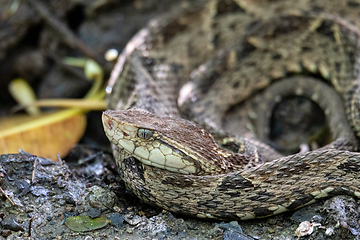 Image showing Terciopelo, Bothrops asper, Carara, Costa Rica wildlife.