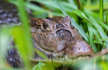 Image showing Spectacled caiman, Caiman crocodilus Cano Negro, Costa Rica.