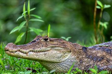 Image showing Spectacled caiman, Caiman crocodilus Cano Negro, Costa Rica.