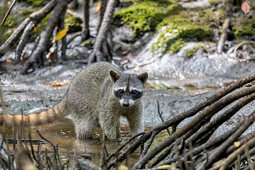 Image showing crab-eating raccoon or South American raccoon, Curu Wildlife Reserve, Costa Rica wildlife