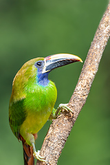 Image showing Emerald toucanet, Aulacorhynchus prasinus, San Gerardo, Costa Rica