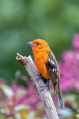 Image showing Flame-colored tanager male, Piranga bidentata, San Gerardo de Dota, Costa Rica