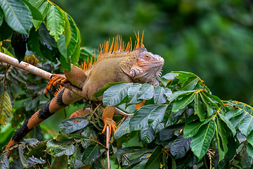 Image showing Green iguana (Iguana iguana), Cano Negro, Costa Rica wildlife