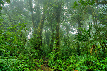 Image showing Dense Tropical Rain Forest, Santa Elena, Costa rica