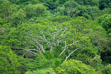 Image showing Dense Tropical Rain Forest, Rincon de la Vieja, Costa Rica