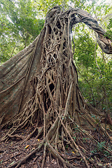 Image showing Tangled Fig Tree and tree trunks, Rincon de la Vieja, Province, Costa Rica