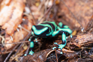 Image showing Green-and-black poison dart frog (Dendrobates auratus), Arenal, Costa Rica