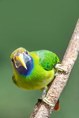 Image showing Emerald toucanet (Aulacorhynchus prasinus), San Gerardo, Costa Rica