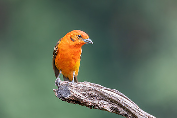 Image showing Flame-colored tanager male (Piranga bidentata) San Gerardo de Dota, Costa Rica