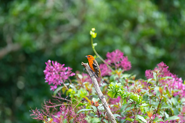 Image showing Flame-colored tanager male (Piranga bidentata) San Gerardo de Dota, Costa Rica
