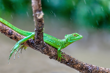 Image showing Plumed green basilisk female, Basiliscus plumifrons, Cano Negro,