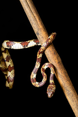 Image showing small nocturnal Ringed Snail-Eater, Tortuguero, Costa Rica wildlife