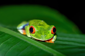 Image showing Red-eyed tree frog, Agalychnis callidryas, La Fortuna, Costa Rica wildlife