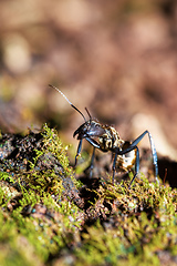 Image showing Ant, Camponotus sericeiventris, Curu Wildlife Reserve, Costa Rica
