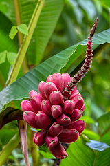 Image showing Red bunch of small unripe wild bananas, Costa Rica