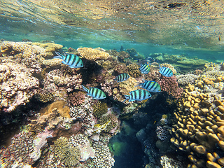 Image showing Group of sergeant major damselfish in red sea