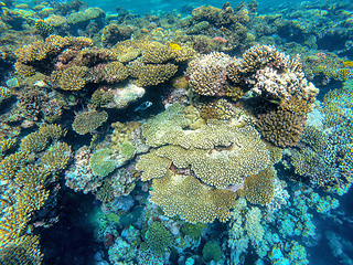 Image showing Coral on reef in red sea, Marsa Alam, Egypt