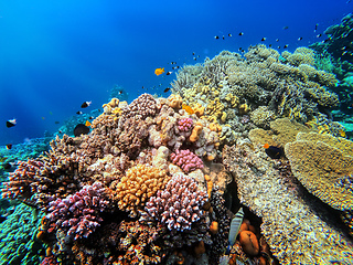 Image showing Coral on reef in red sea, Marsa Alam, Egypt