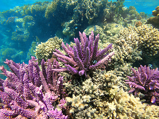 Image showing Coral on reef in red sea, Marsa Alam, Egypt