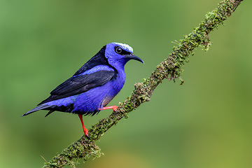 Image showing Red-legged honeycreeper, Cyanerpes cyaneus, La Fortuna, Costa Rica