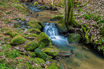 Image showing Small forest creek in a woodland