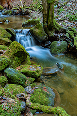 Image showing Small forest creek in a woodland