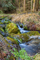 Image showing Small forest creek in a woodland