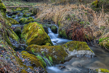 Image showing Small forest creek in a woodland