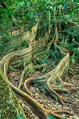 Image showing Fig Tree roots in Rincon de la Vieja, Province, Costa Rica