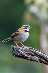 Image showing rufous-collared sparrow or Andean sparrow, San Gerardo de Dota, Wildlife and birdwatching in Costa Rica.