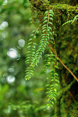 Image showing Tropical Rain Forest, Santa Elena Costa Rica