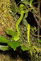 Image showing Bothriechis lateralis, Green green snake, Santa Elena, Costa Rica wildlife