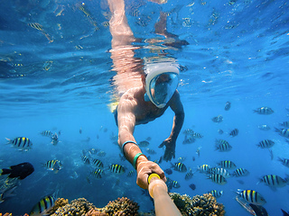 Image showing Snorkel swim in coral reef in Red sea, Egypt