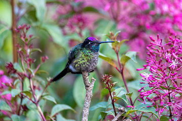 Image showing violet-headed hummingbird (Klais guimeti), San Gerardo de Dota, Costa Rica.