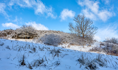 Image showing forest landscape with rural path