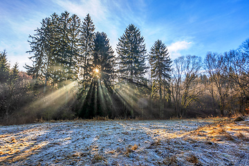 Image showing Forest landscape with sun rays