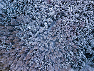 Image showing Aerial top down view of beautiful winter forest treetops.